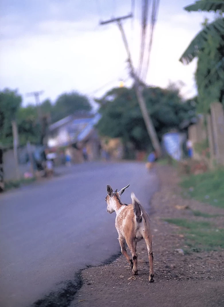 佐藤寛子[Photobook] - 情热 [732P]